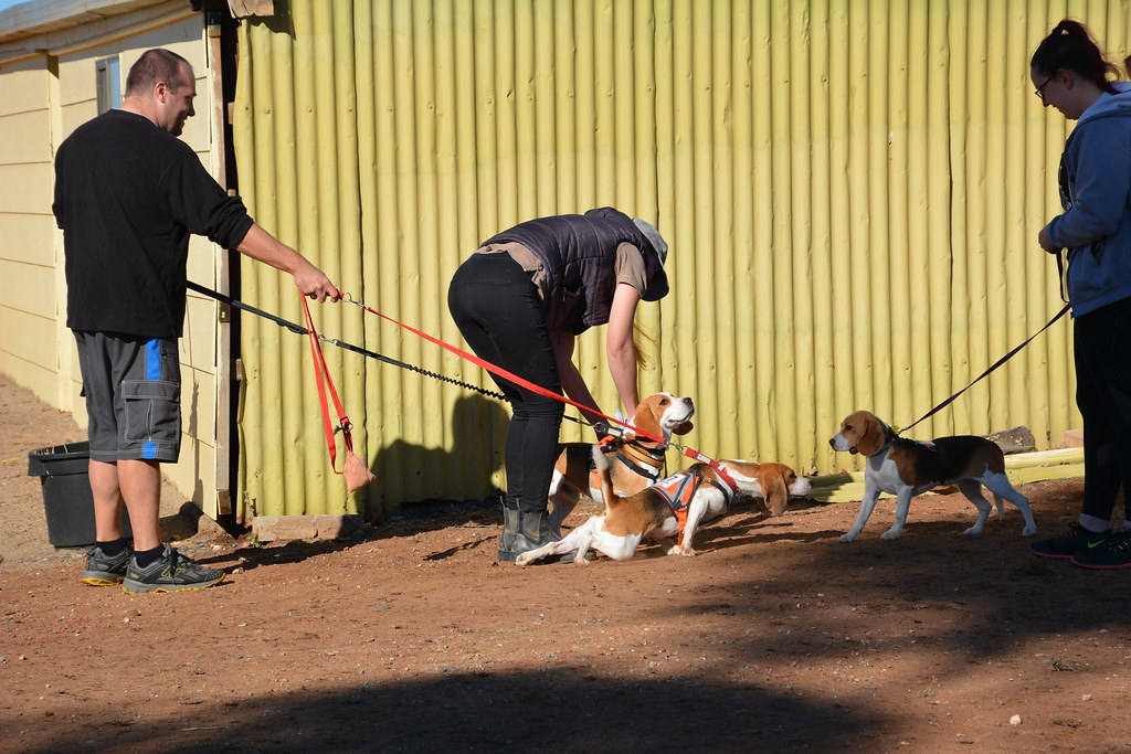 DSC_6050 April Hunt 2018 Beagle Club of S.A. Inc. Flickr