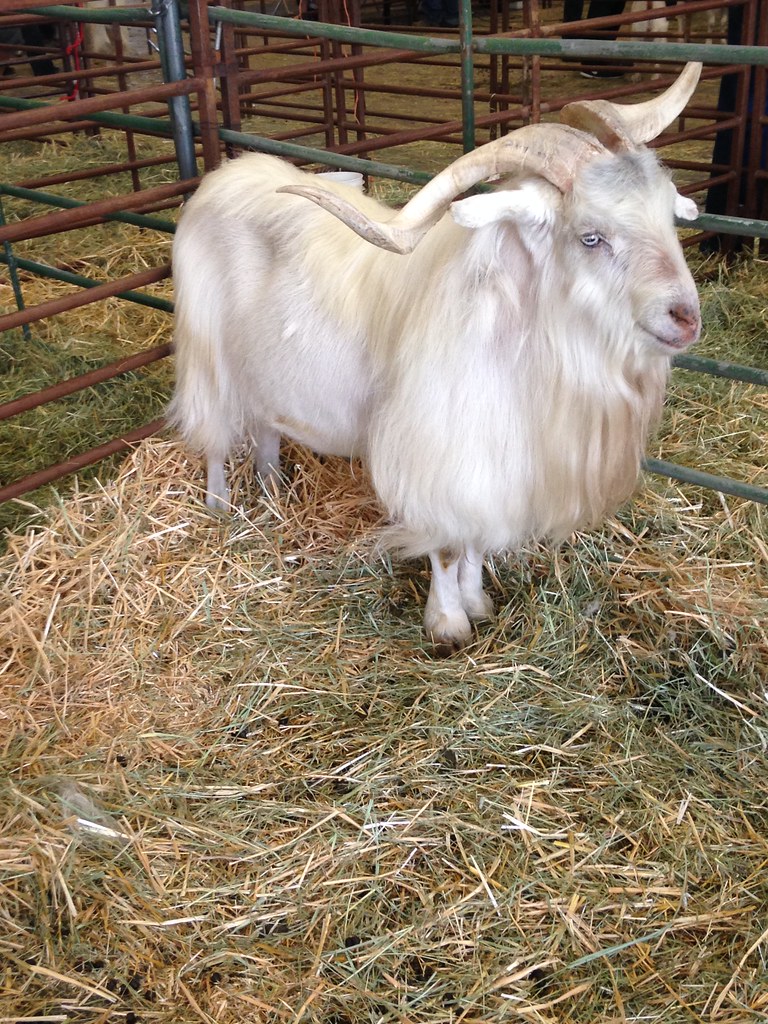 Cashmere goats in Estes Park Wool Festival 6/2017 clstables Flickr