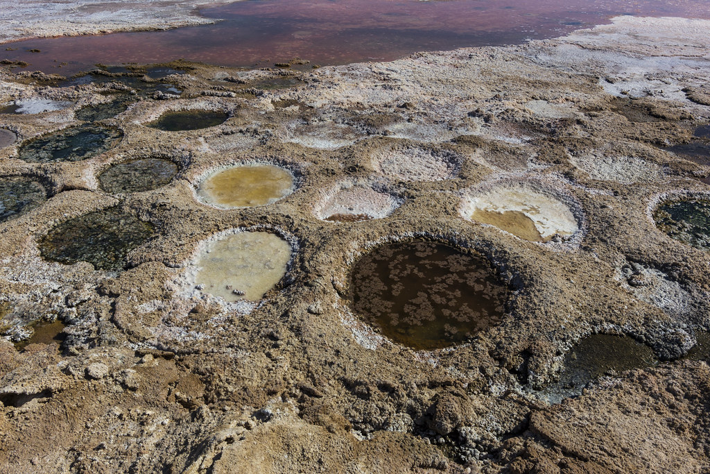 Tilapia nests at the Salton Sea With the sea drying up and… Flickr