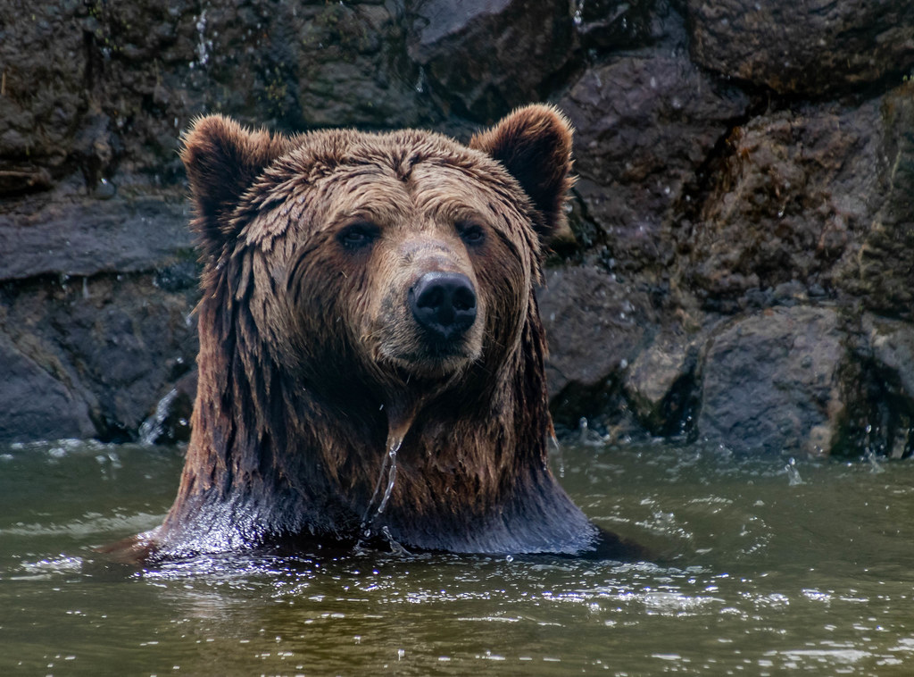 Scottish Deer Centre Flickr