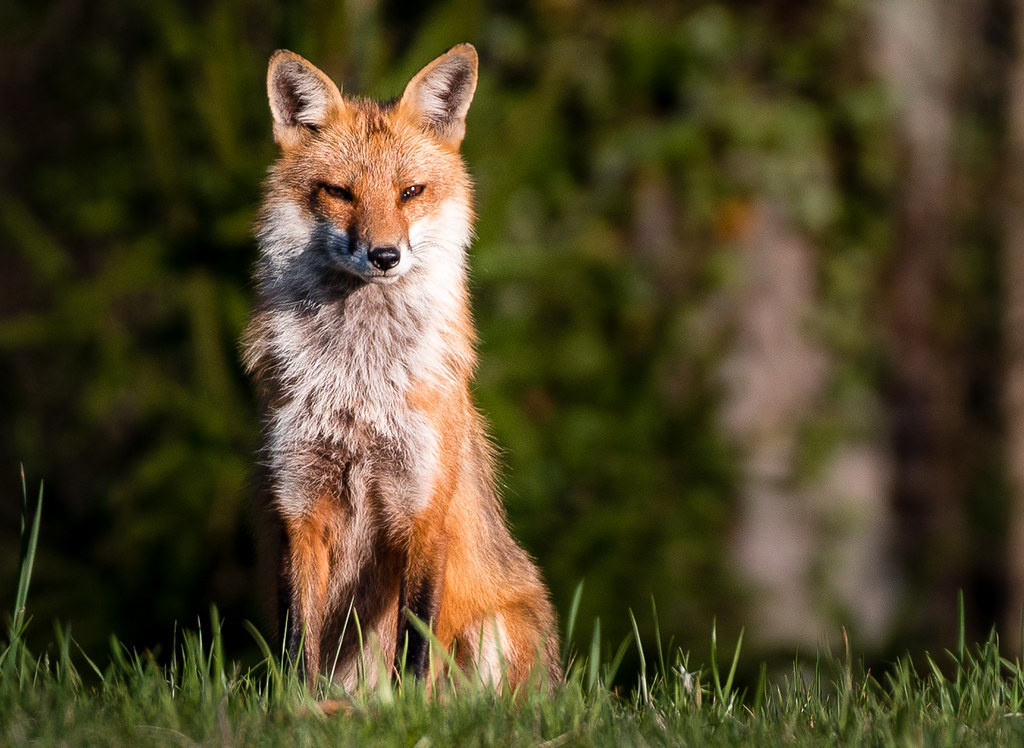 Fox Surveying the Landscpe Michael Folger Flickr