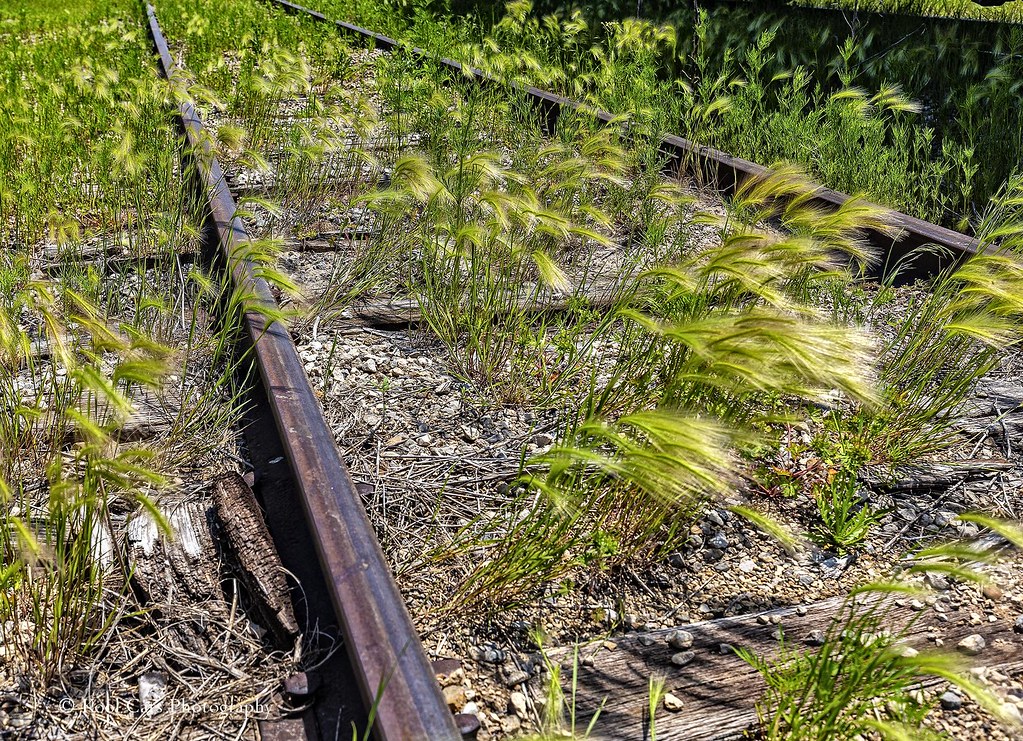 Grasses Along the Track Kool Cats Photography over 15