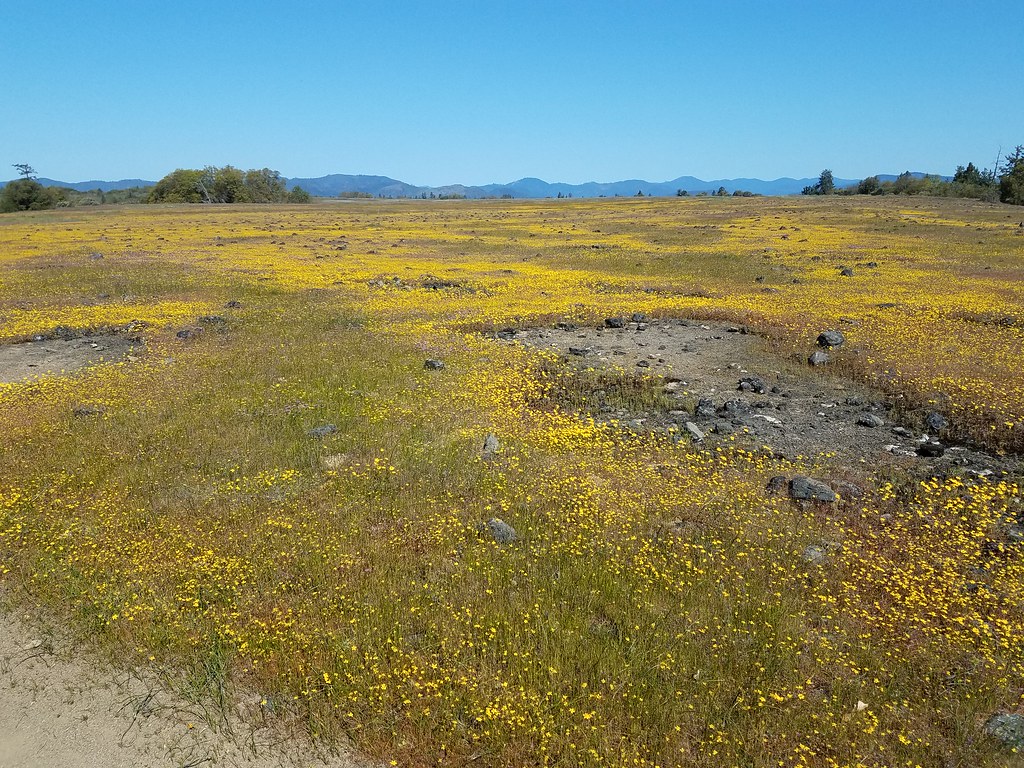 Wildflowers on Upper Table Rock The 4,864acre Table Rocks… Flickr