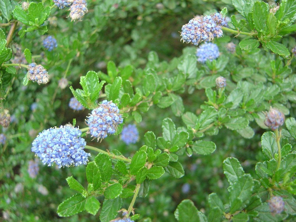 crazy blue fuzzy flowers Mel K Flickr