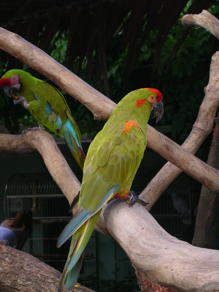 Green Parrots Balaji Dutt M V Flickr