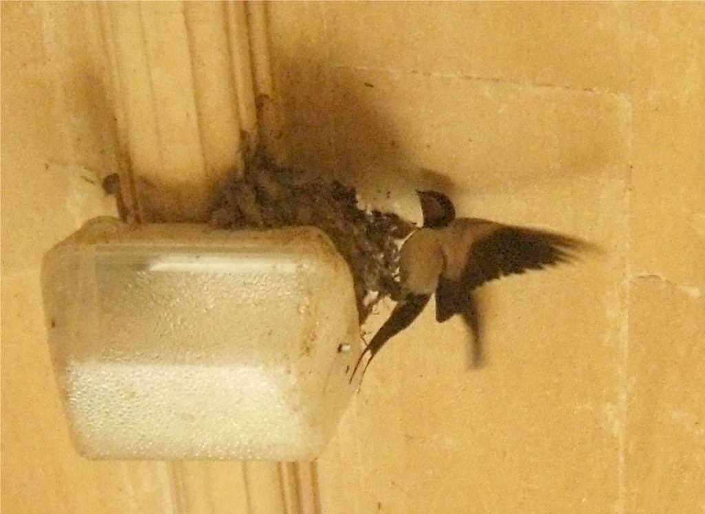 Gwennol wrth y nyth Mair Flickr