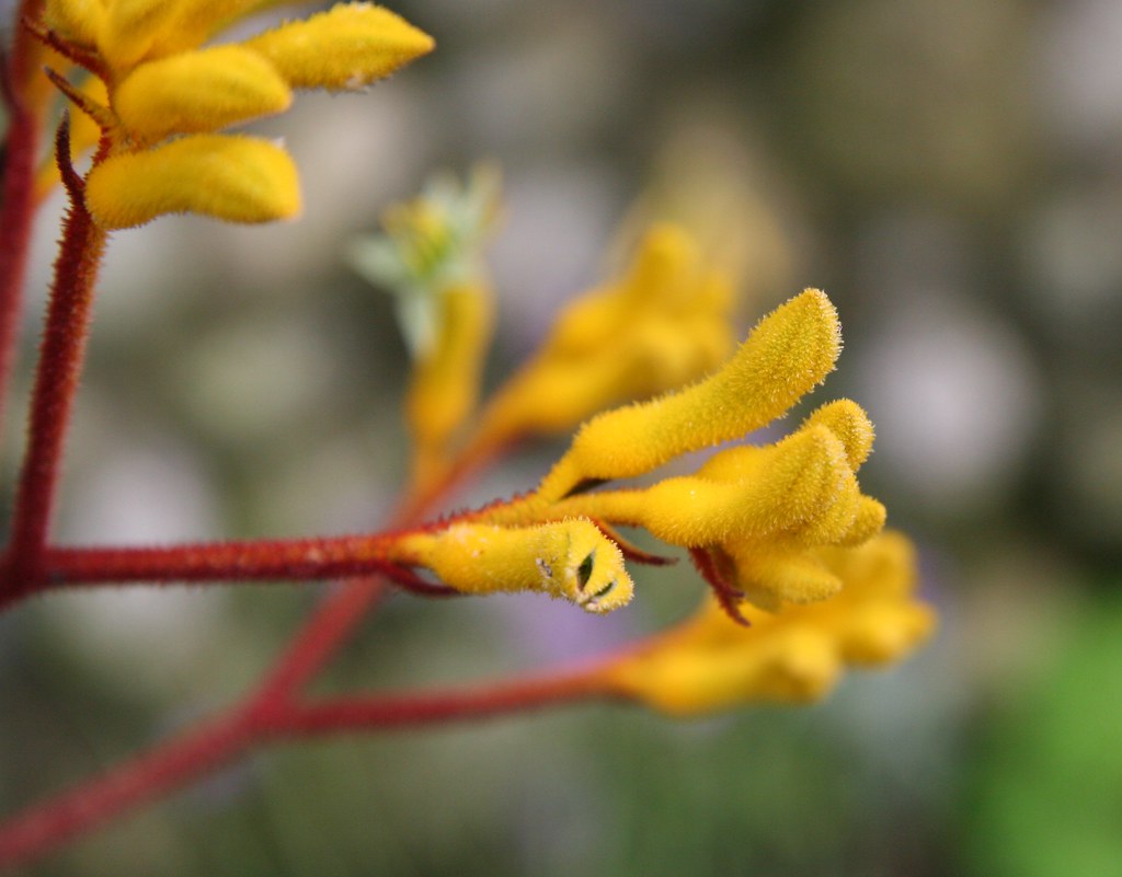 Kangaroo paws Anigozanthos kangaroo paws Anigozanthos Anig… Flickr