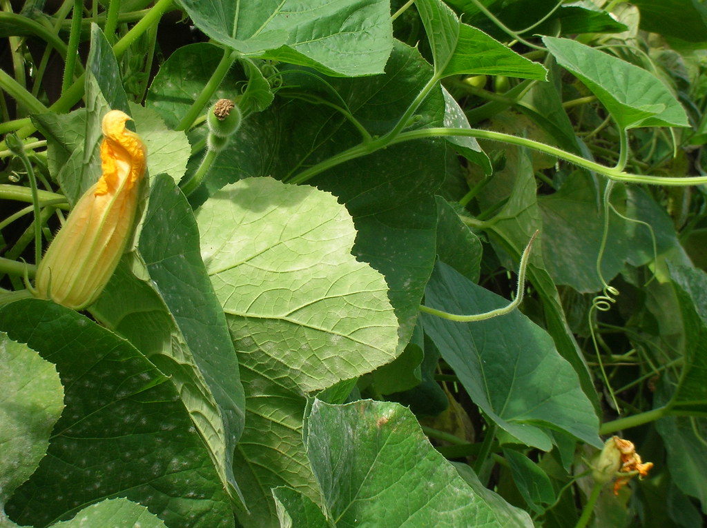 squash blossom anyone have any good squash blossom recipes… zenia