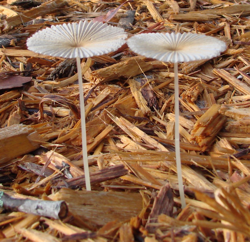 Two small mushrooms, against bark mulch a photo on Flickriver