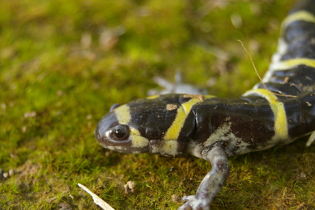 Ringed salamander 0311 Ambystoma annulatum Eric Wengert Photography