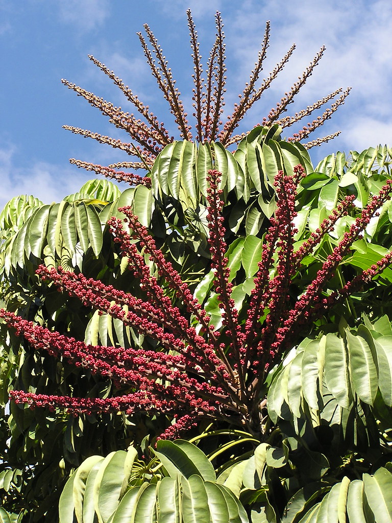 Octopus Tree Oaxaca City Octopus Tree The scientific