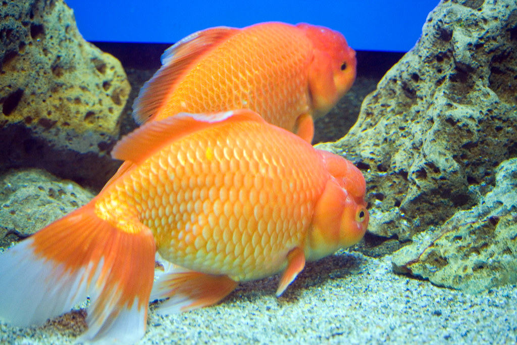 金魚 Echizen matsushima aquarium Flickr