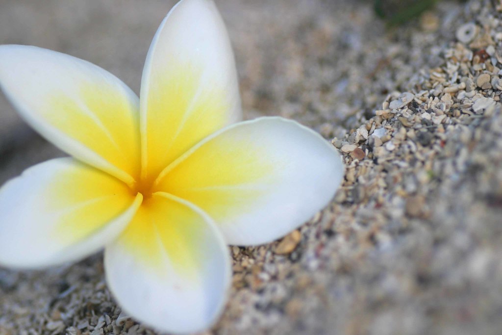 frangipani flower, fiji loz and dave Flickr