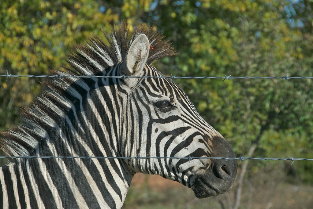 Zebra Standing at stud S.W. Missouri Paul Gallian Flickr