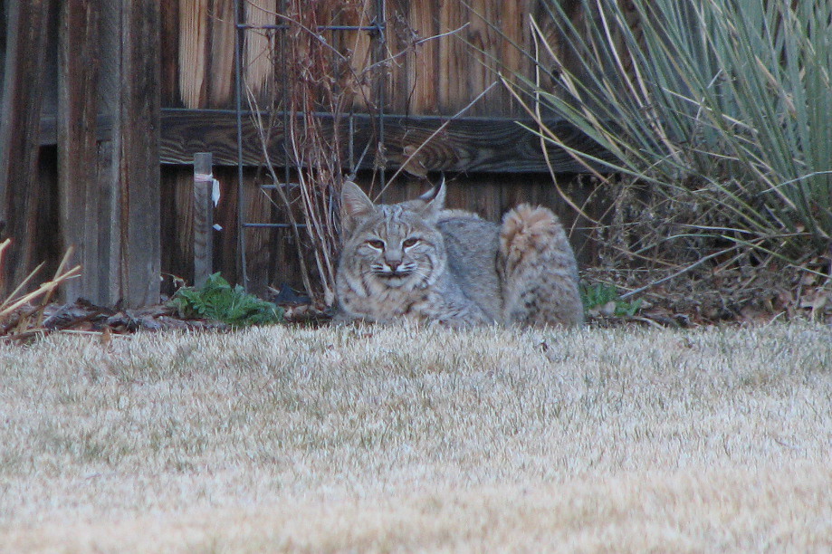 Colorado Bobcat sj1026 Flickr