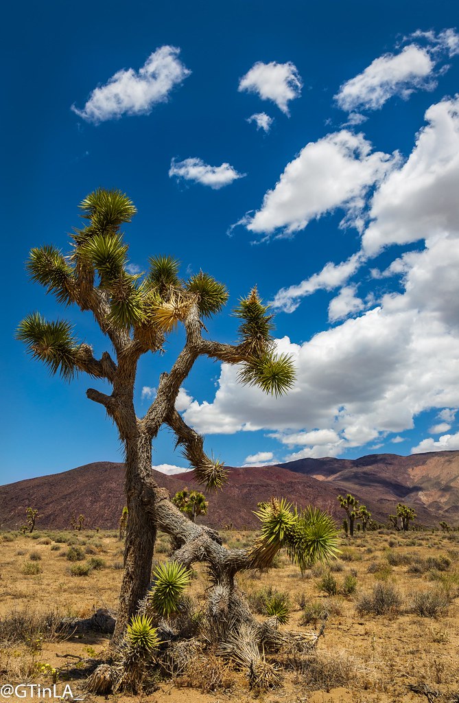 Joshua Tree Cactus Flats Road, Olancha, CA Gerhard Tratter Flickr