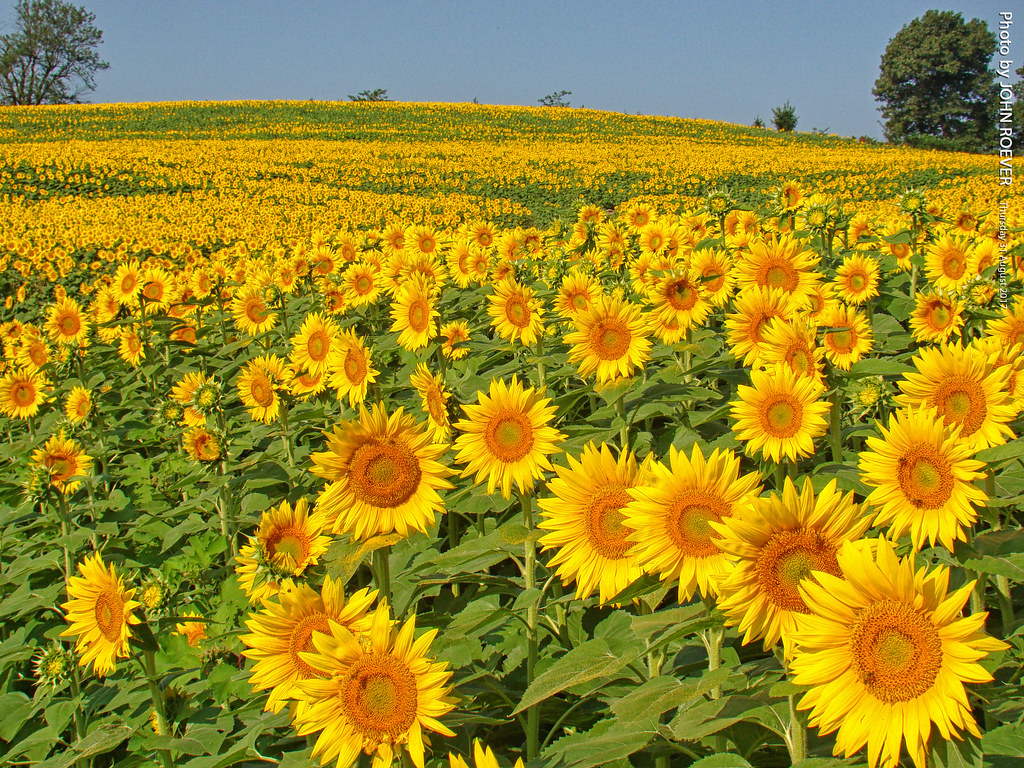Sunflowers at Grinter Farms, 31 Aug 2017 Sunflowers at Gri… Flickr