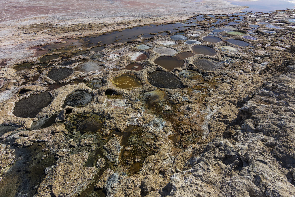 Tilapia nests at the Salton Sea With the sea drying up and… Flickr
