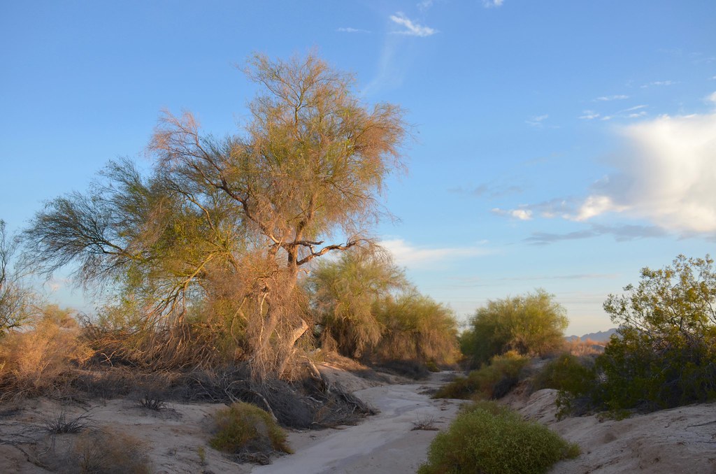 Version 2 Palo verde tree, Yuma County, Arizona Maggie Teacher Flickr