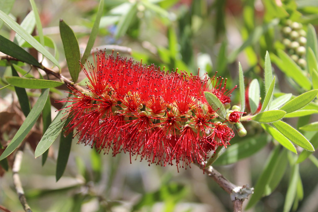 Bottle Brush Tree Blooming Spring Hill Florida Botanical G… Flickr