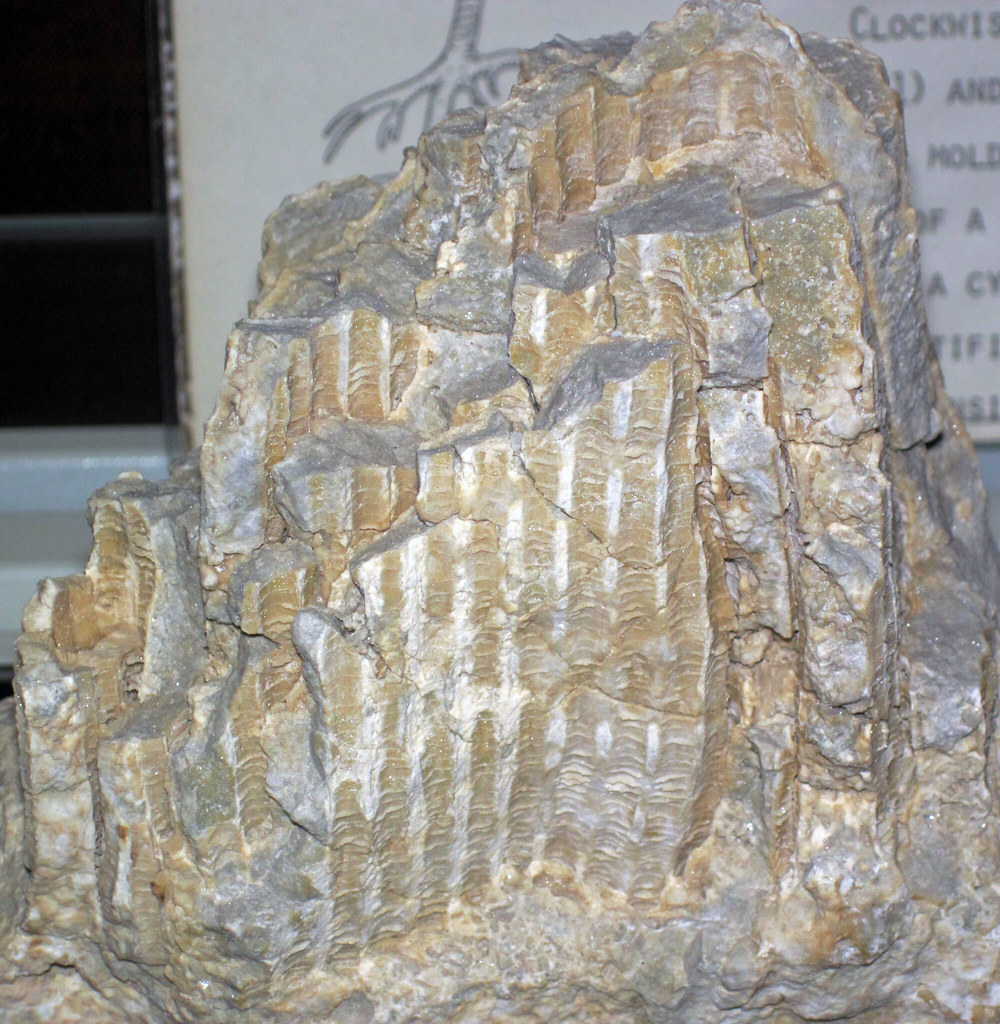 Halysites sp. (fossil coral) (Lockport Dolomite, Middle Silurian