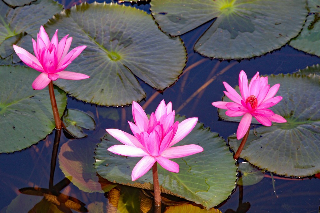 Water lilies! Australia 2017 Franz * Flickr