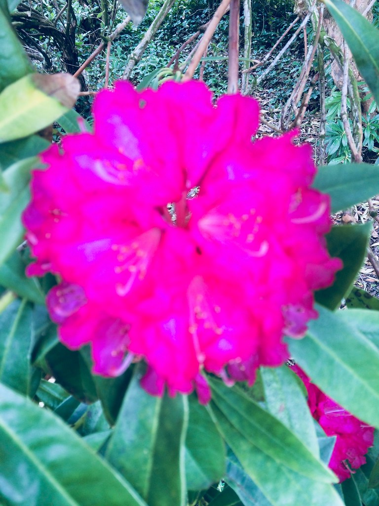 SHOCKING pink !! Ford House Ulverston. Daniel Flickr