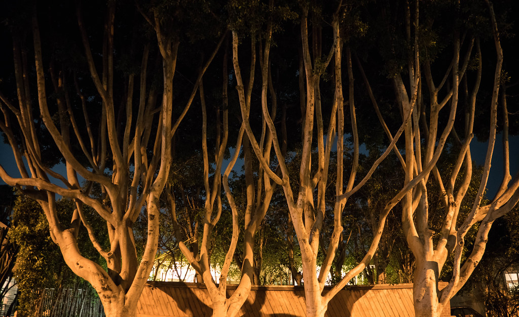 Trees at Night West Hollywood, CA ChrisGoldNY Flickr