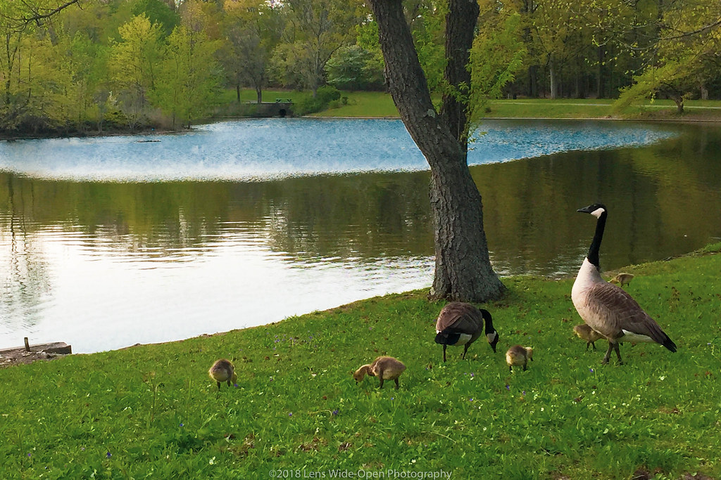 Family Outing Dugway Brook Watershed Forest Hills Park, Cl… Flickr