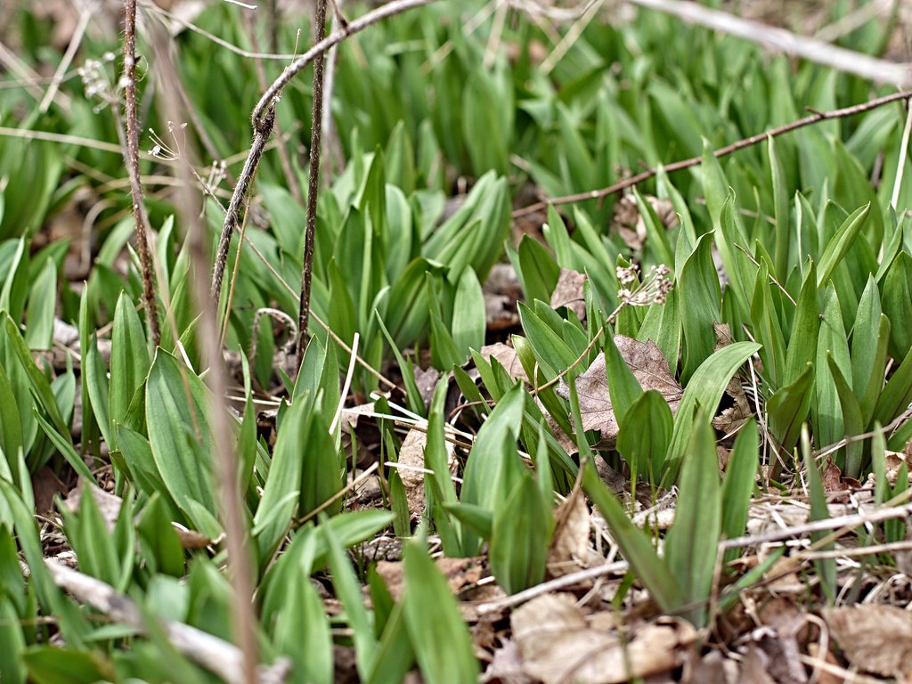 Wild Leeks are coming up in our woods. * Canon FL 50mm … Flickr