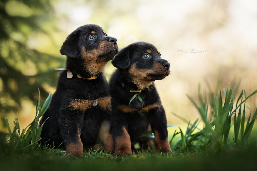 Beauceron Puppies For Sale Price Beauceron Puppies Three Months Today Youtube Finding a