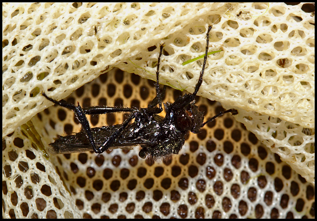 St Marks Fly IMG_0904 Drowning fly in Keston Common Flickr