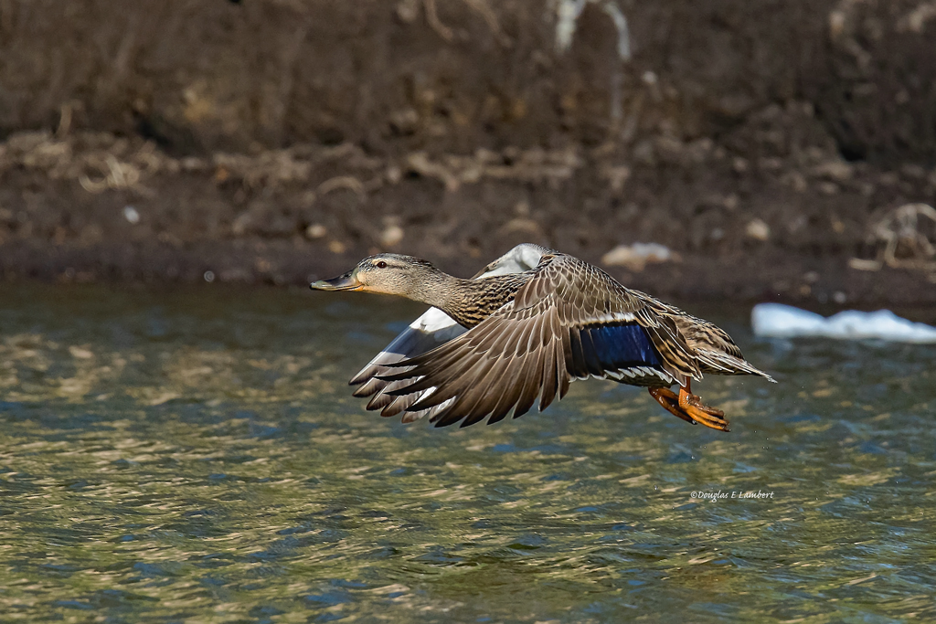 Des Moines, Iowa 4/25/2018 Female Mallard Duck flying over… Flickr