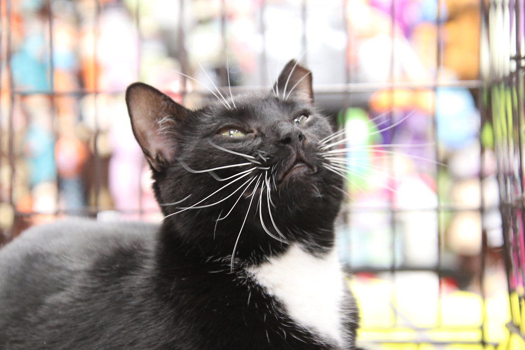 Adoption Event at Pet Valu (Milan, Michigan) Crafty Cat … Flickr