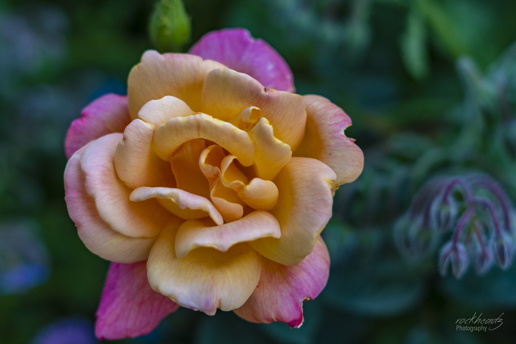 All Roses are not red Tim Engel Flickr