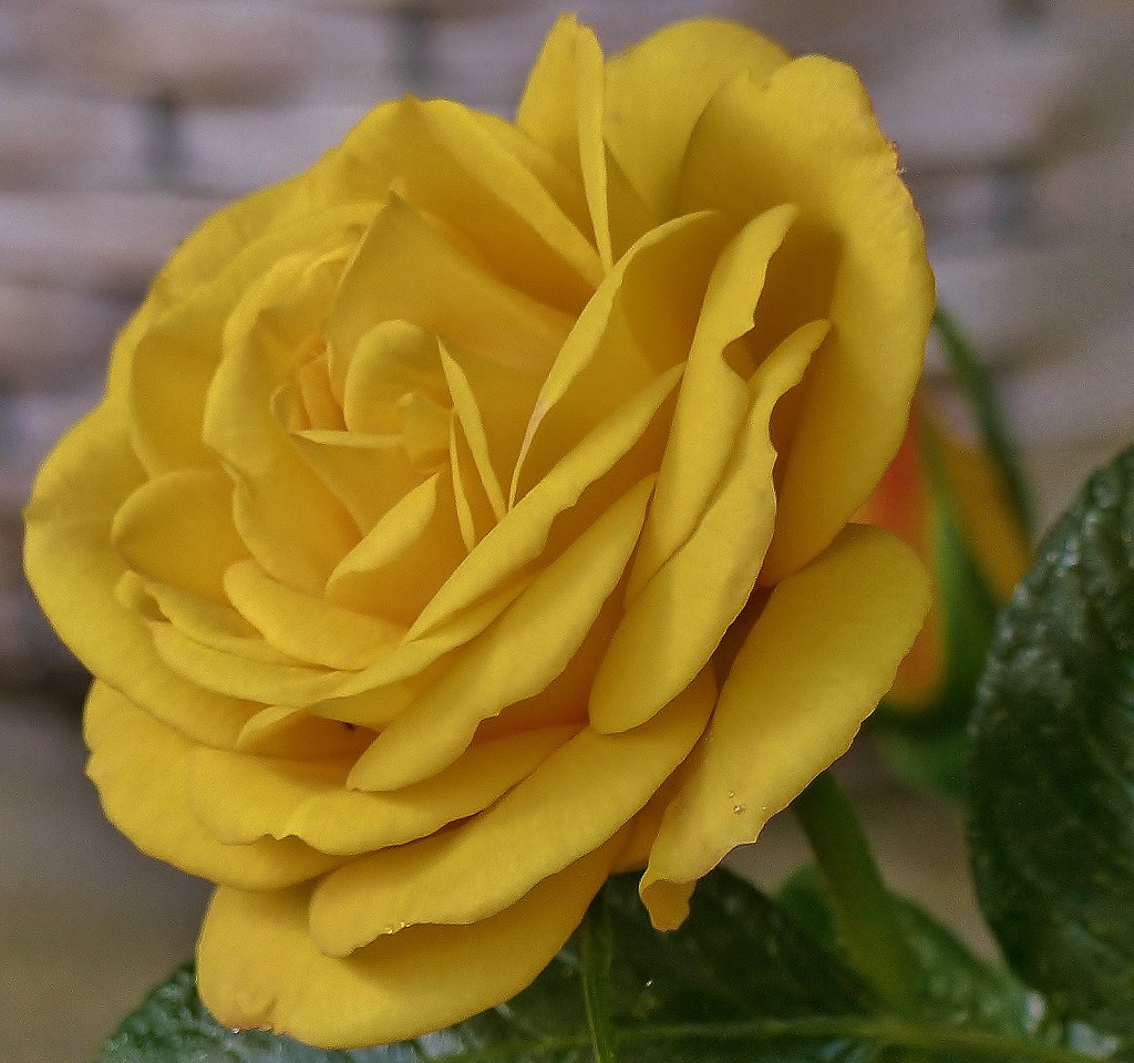 Rose (Dutch) expat a Flickr