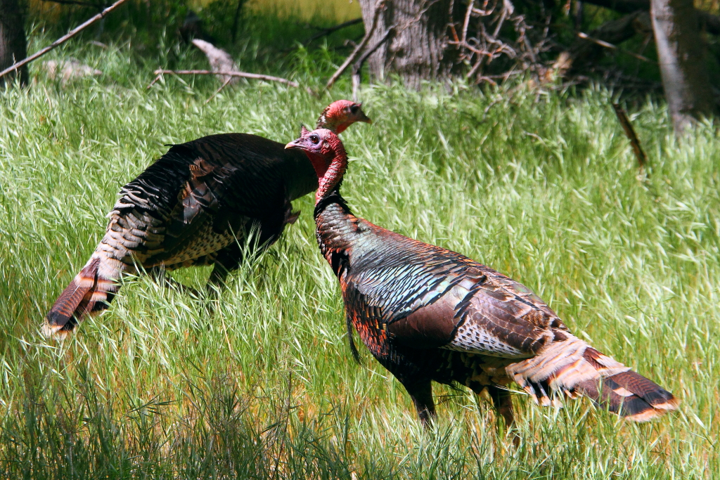 IMG_5326 Wild Turkey, Zion National Park ITing Chiang Flickr