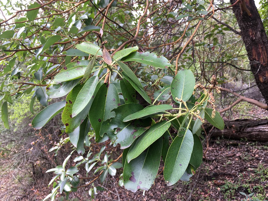 Madrone Leafspot Pest Madrone Leafspot, Mycosphaerella ar… Flickr