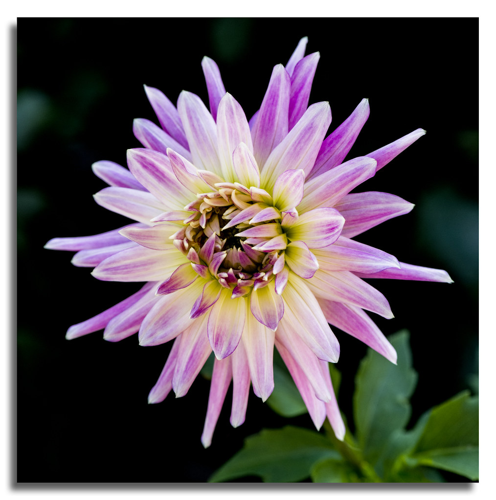 Dahlia Dahlia Flower Ulladulla South Coast of New South Wa… Flickr