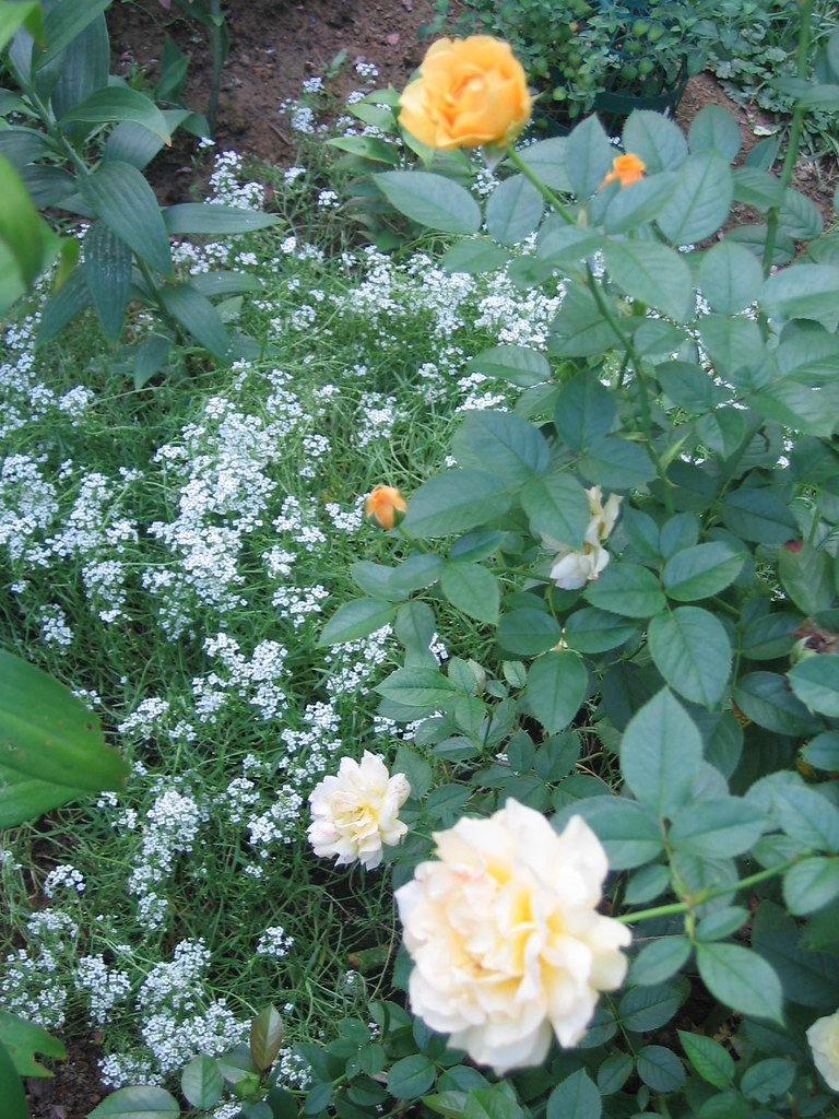 Julia Childs and Sweet Alyssum I will underplant my roses … Flickr