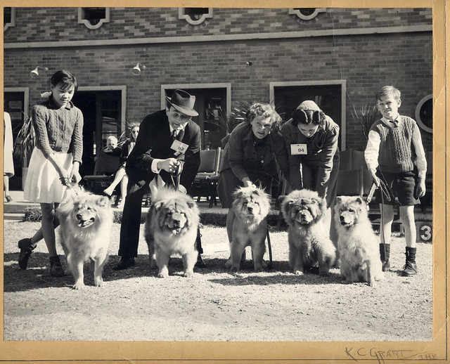 50's dog show Pedigreed Chowchows at a dog show in Joburg… Flickr