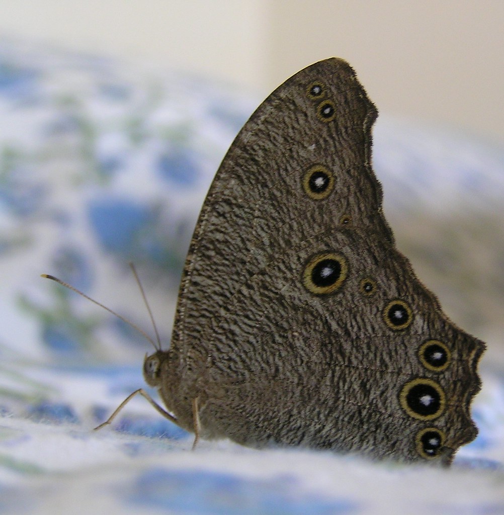 The common evening brown butterfly Mumbai in October is a … Flickr