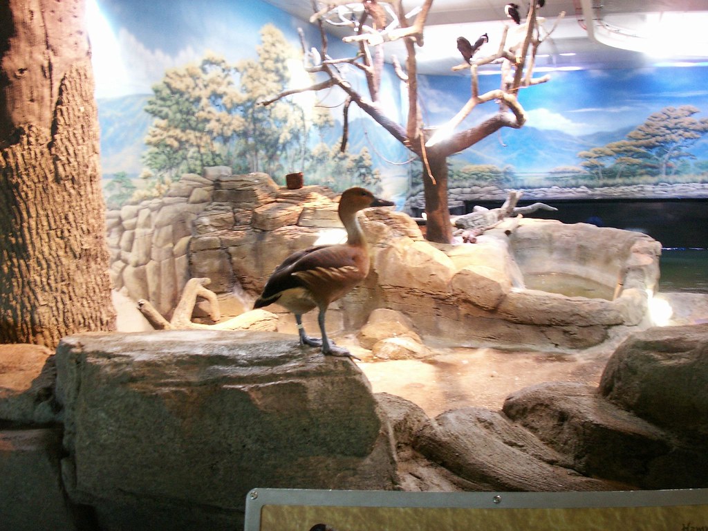 Duck on Rock Adventure Aquarium, Camden County, Camden, Ne… Flickr