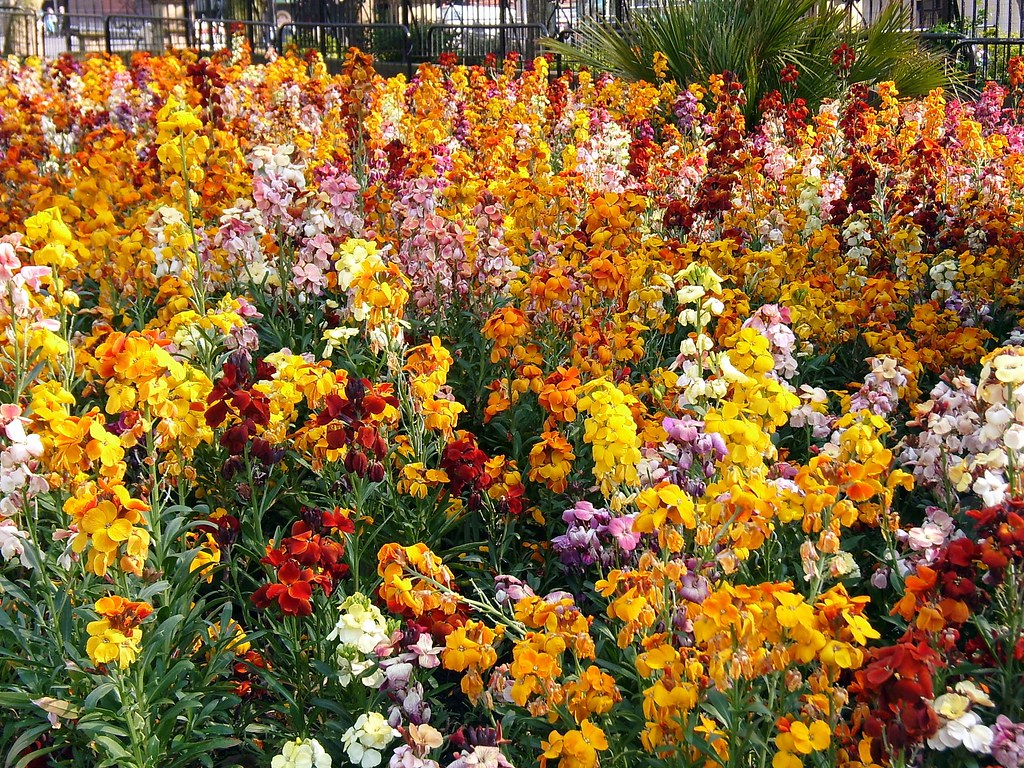 LIVERPOOL FLOWERS EARLIER THIS YEAR Liverpool in bloom NEIL ADAMS