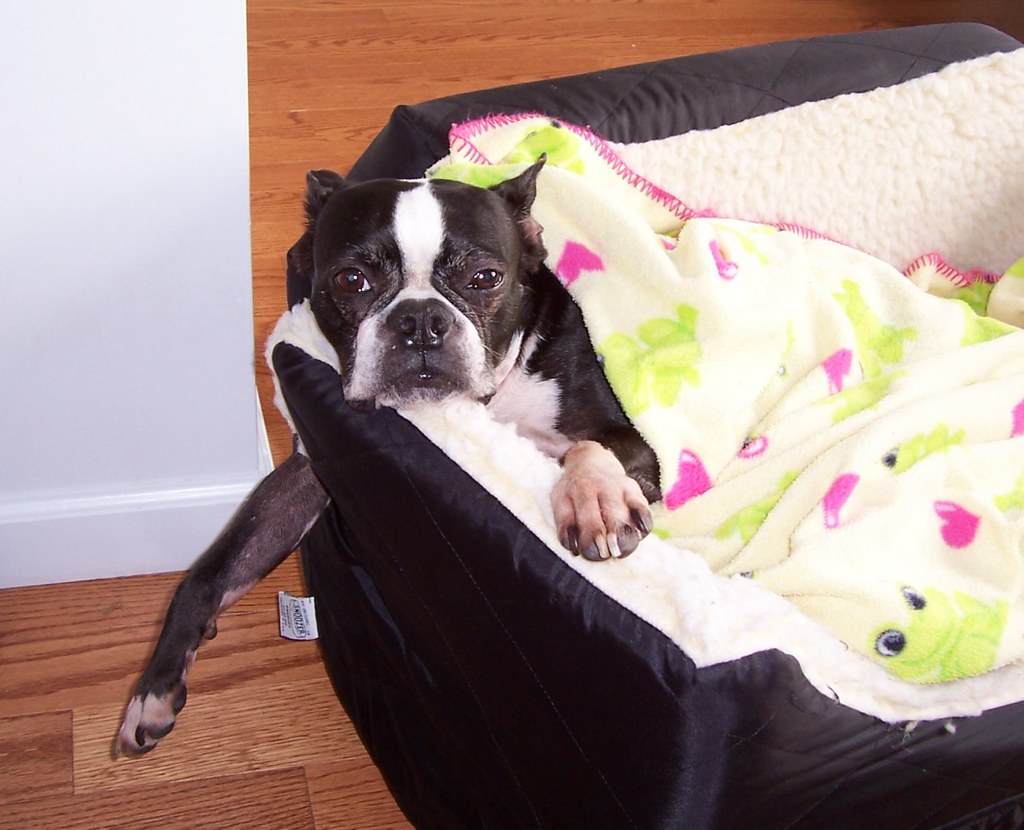 Oreo our Boston Terrier Lounging in his Car Seat Yes, Oreo… Flickr