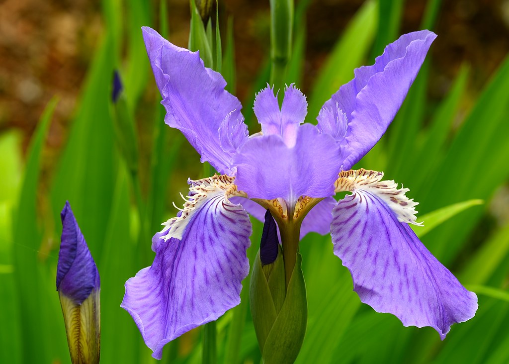 Iris National Arboretum Washington, DC May 5 2018 Bob Cammarata