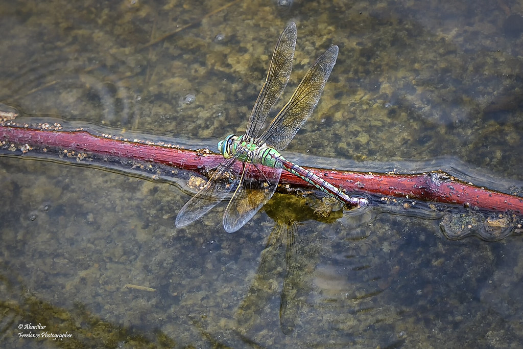 40+ Best Collections Dragonfly Eggs In Water Barnes Family