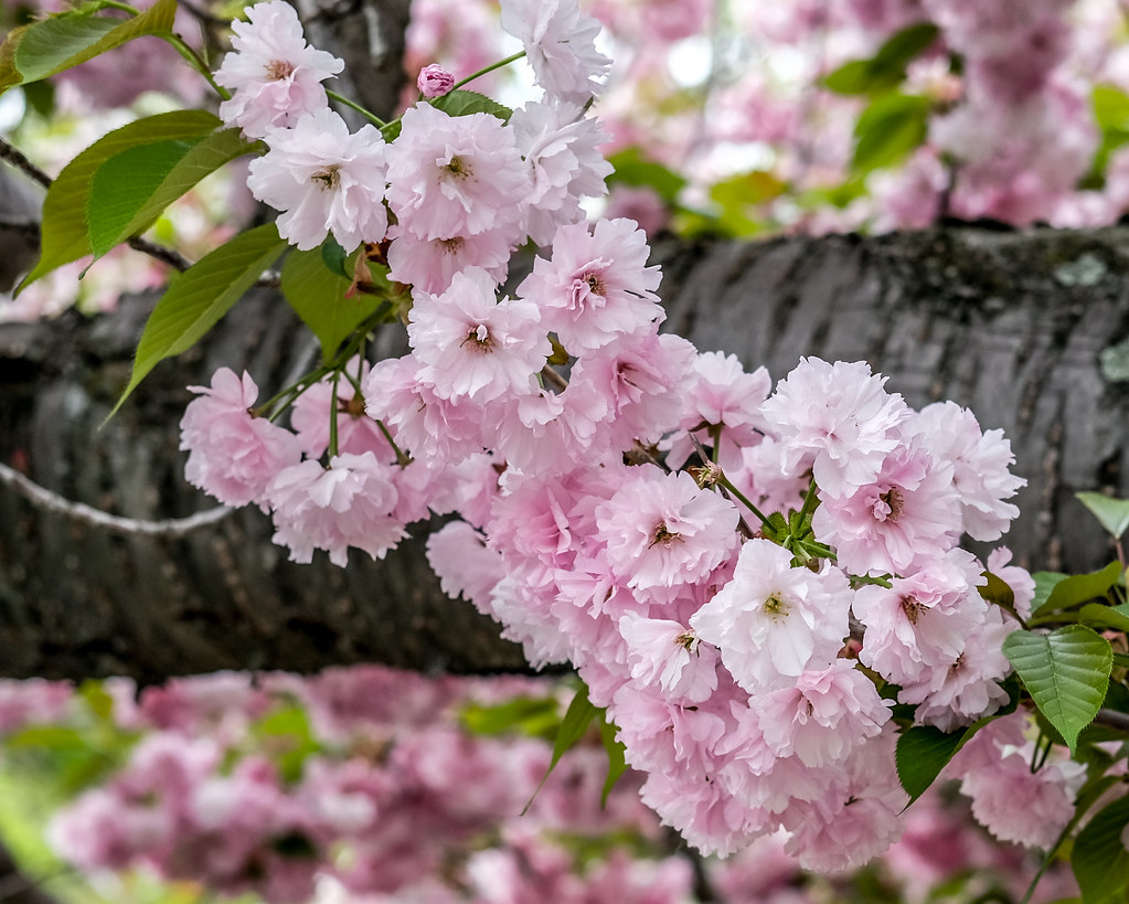 Cherry Blossoms, Boston 5/10/18 bostonpublicgarden flowe… Flickr