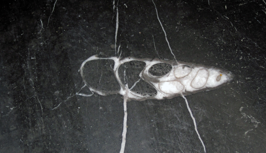 Gastropod fossil in limestone (Champlain Black Marble) (Cr… Flickr