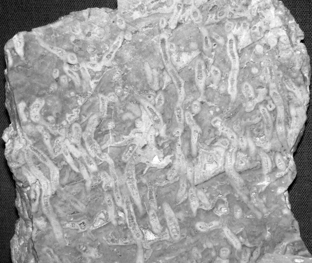 Fletcheria sp. (fossil corals) (Lockport Dolomite, Middle Silurian